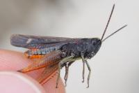 Omocestus rufipes