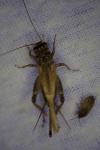 Eumodicogryllus bordigalensis