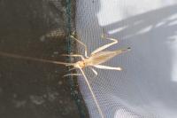 Oecanthus pellucens