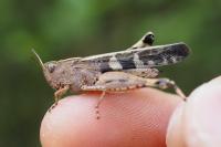 Aiolopus strepens