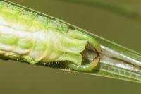 Phaneroptera falcata