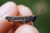 Omocestus rufipes