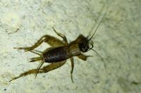 Nemobius sylvestris