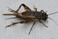 Eumodicogryllus bordigalensis