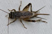 Eumodicogryllus bordigalensis