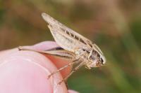 Tessellana tessellata