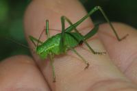 Leptophyes punctatissima