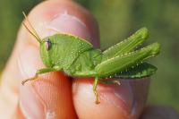 Anacridium aegyptium
