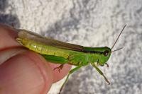 Mecostethus parapleurus