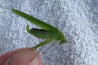 Phaneroptera falcata