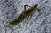 Pseudochorthippus parallelus