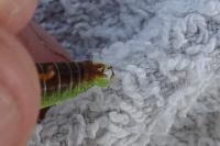 Phaneroptera falcata
