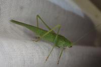 Phaneroptera nana