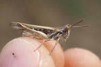 Calephorus compressicornis