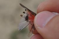 Acrotylus insubricus insubricus