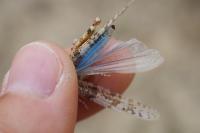 Sphingonotus caerulans