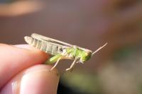 Chorthippus albomarginatus