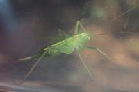 Meconema meridionale
