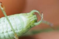 Phaneroptera nana