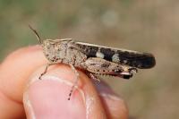 Aiolopus strepens