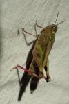 Aiolopus strepens