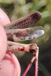 Aiolopus strepens