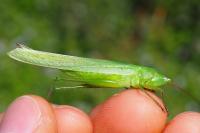 Ruspolia nitidula