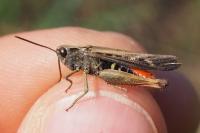 Omocestus rufipes