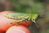 Chorthippus dorsatus