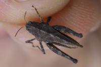 Tetrix undulata