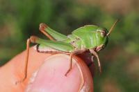 Locusta migratoria