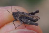Tetrix undulata