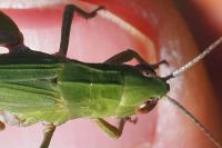Chorthippus dorsatus