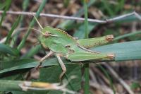 Locusta migratoria