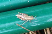 Pezotettix giornae