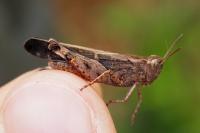 Aiolopus strepens