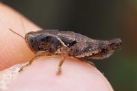 Pezotettix giornae