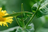 Phaneroptera nana