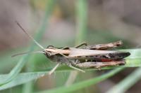 Omocestus rufipes