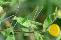 Tylopsis lilifolia