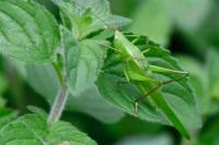 Ruspolia nitidula