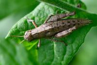 Pezotettix giornae