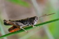 Omocestus rufipes