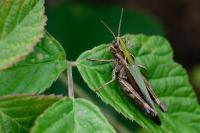 Omocestus rufipes
