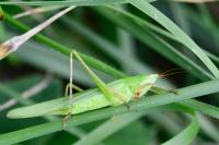 Ruspolia nitidula