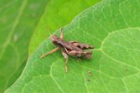 Pezotettix giornae