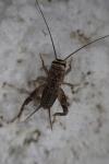 Eumodicogryllus bordigalensis