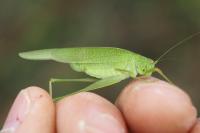 Phaneroptera nana
