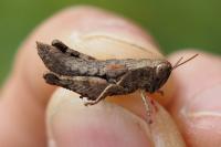 Pezotettix giornae