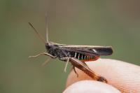Omocestus rufipes